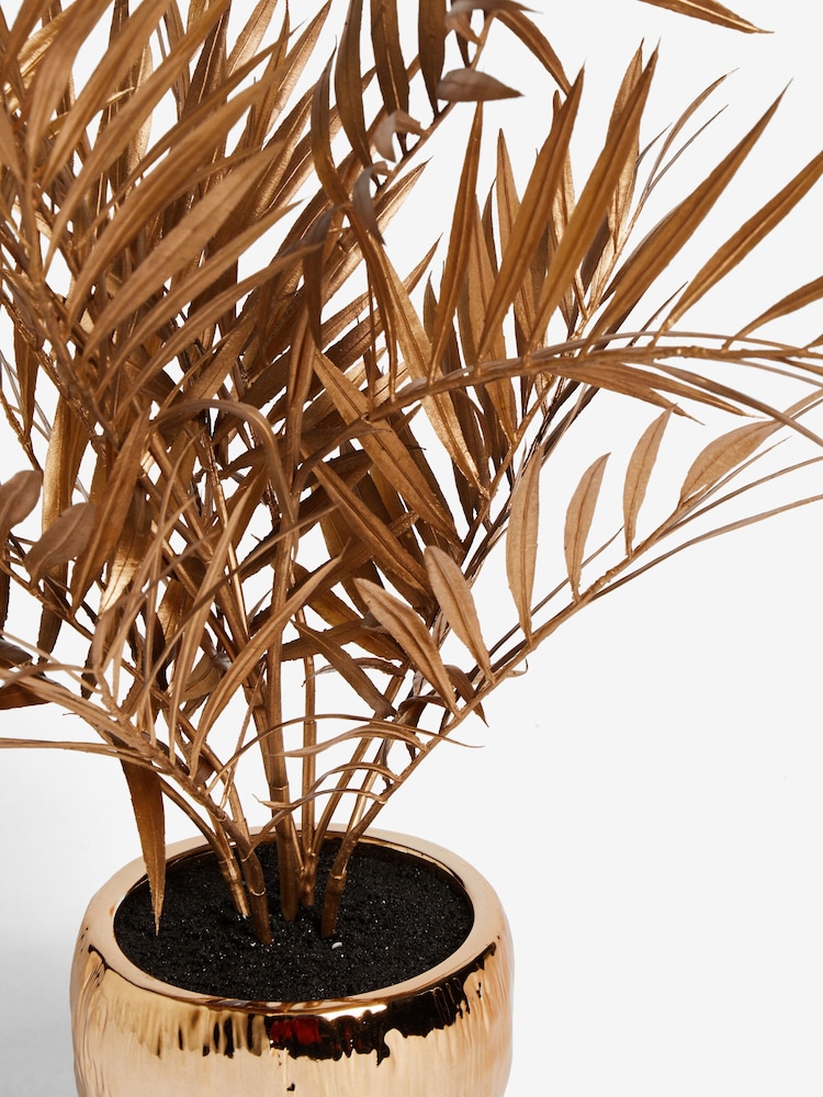 Planta de palmera Bold Chic - Imagen 4 de 4