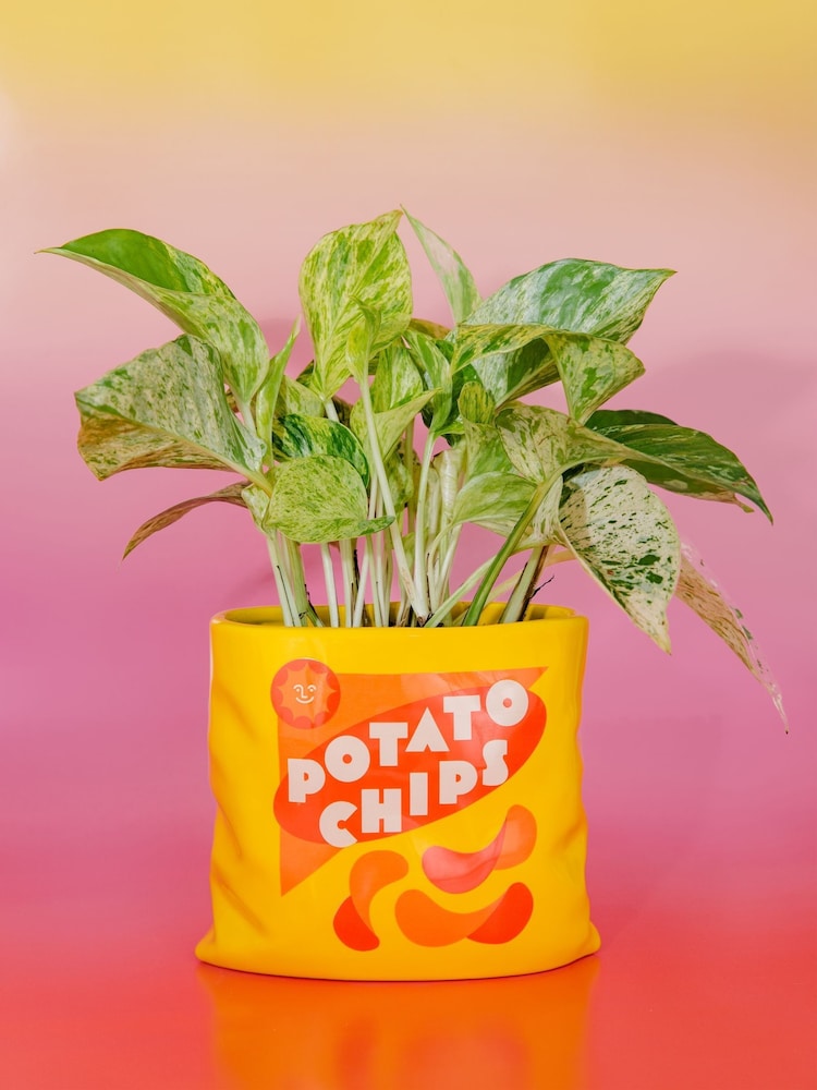 ban.do Potato Chips Ceramic Vase - Image 1 of 4 ban.do Potato Chips Ceramic Vase - Image 1 of 4