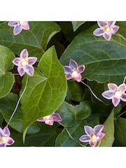 Lights4fun Purple 20 Flower Outdoor Micro Fairy Lights - Image 1 of 1