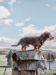 Barbour® Green Reflective Tartan Dog Collar - Image 2 of 6