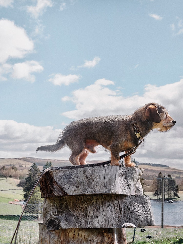 Barbour® Green Reflective Tartan Dog Collar - Image 2 of 6