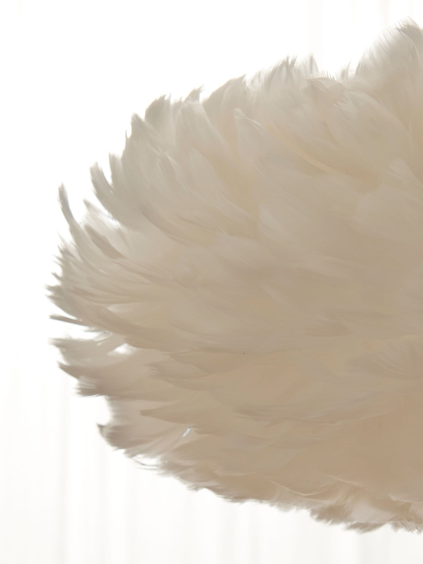 Buy Lipsy White Feather Pendant Light from the Next UK online shop