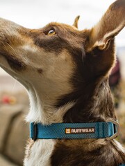 Collar de perro ligero Hi & Light™ de Ruffwear - Imagen 1 de 4