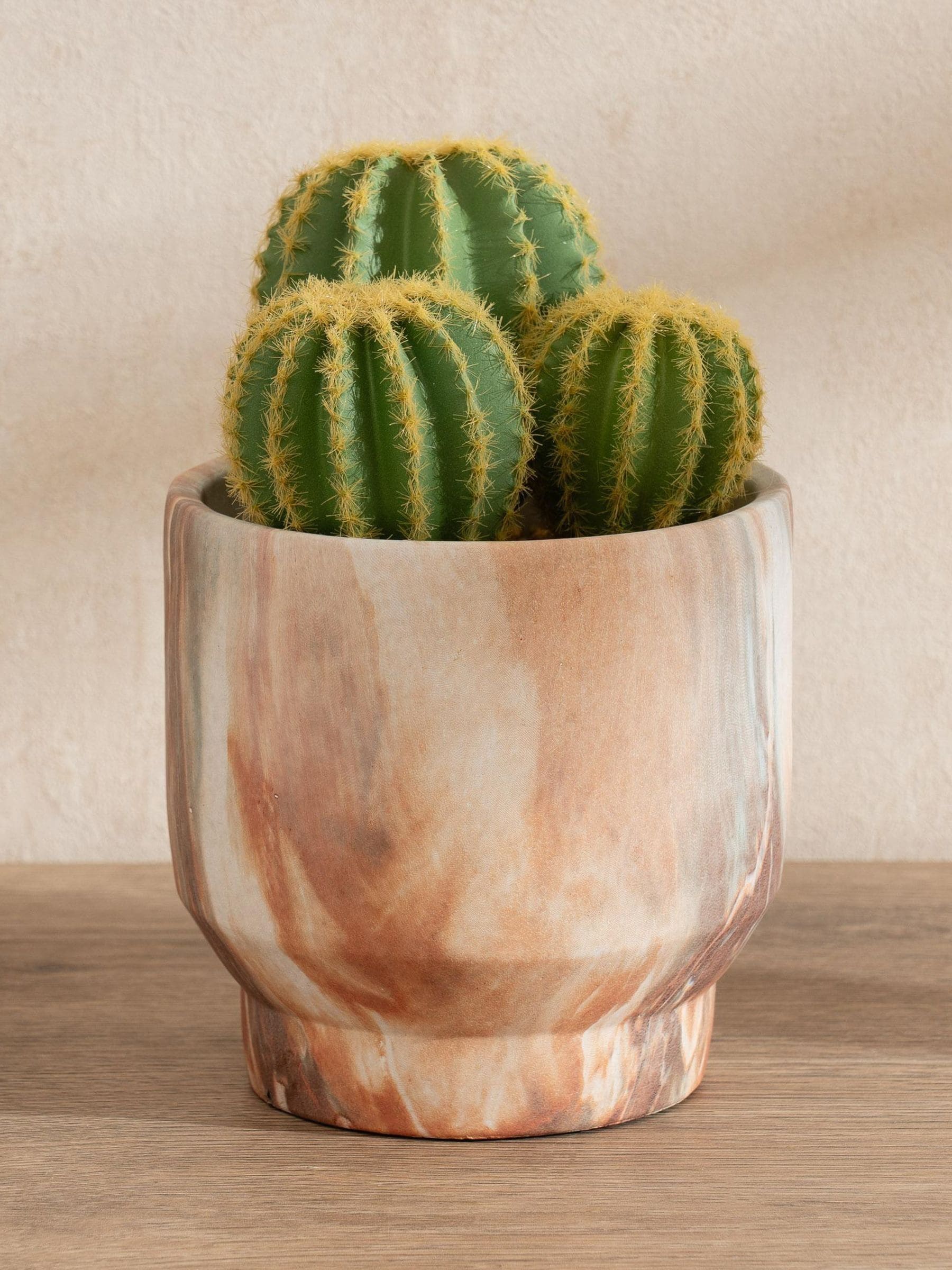 Scottish Everlastings Ltd Unisex Green Cactus In Cement Pot - Image 1
