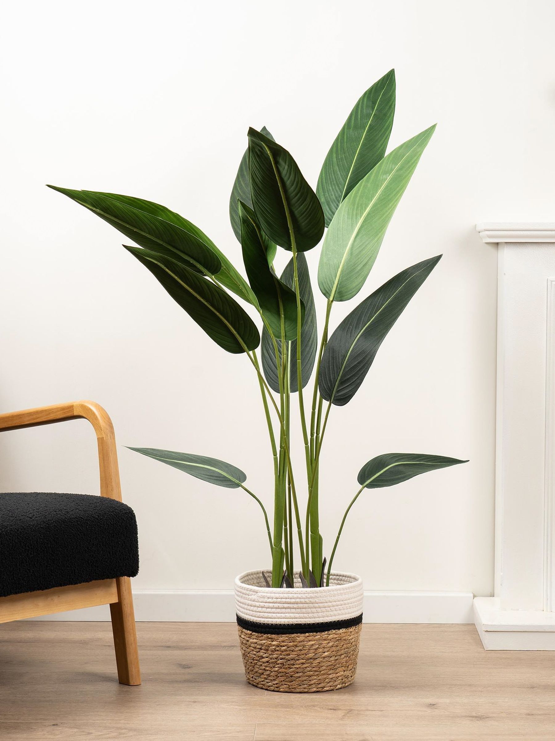 Scottish Everlastings Ltd Unisex Green Bird Of Paradise Tree In 130Cm - Image 1