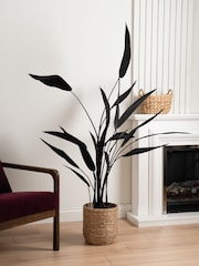 Scottish Everlastings Ltd Black Bird of Paradise Tree - Image 1 of 3