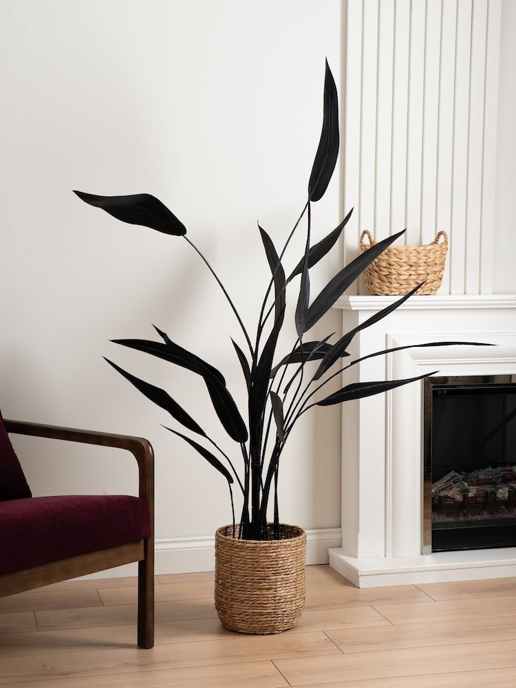 Scottish Everlastings Ltd Black Bird of Paradise Tree - Image 1 of 3 Scottish Everlastings Ltd Black Bird of Paradise Tree - Image 1 of 3