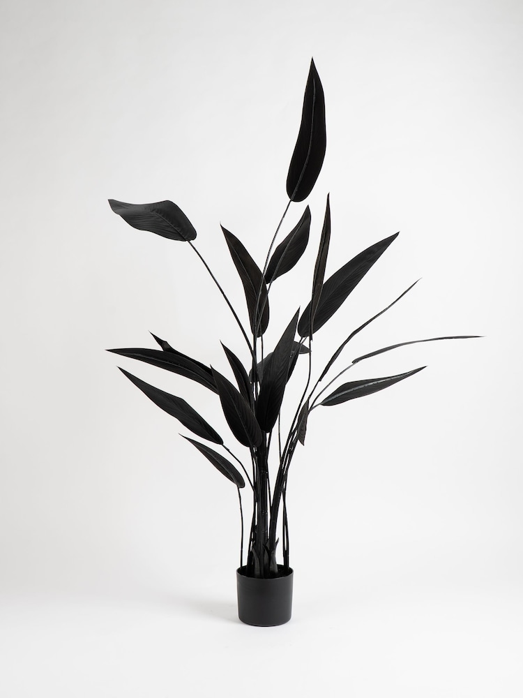 Scottish Everlastings Ltd Black Bird of Paradise Tree - Image 2 of 3 Scottish Everlastings Ltd Black Bird of Paradise Tree - Image 2 of 3