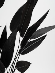 Scottish Everlastings Ltd Black Bird of Paradise Tree - Image 3 of 3