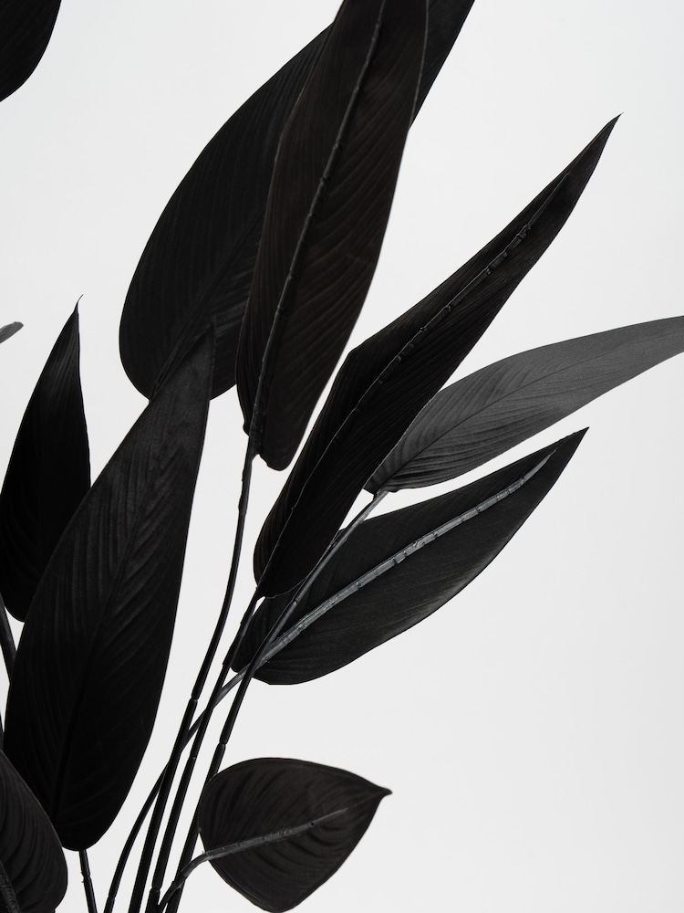 Scottish Everlastings Ltd Black Bird of Paradise Tree - Image 3 of 3 Scottish Everlastings Ltd Black Bird of Paradise Tree - Image 3 of 3