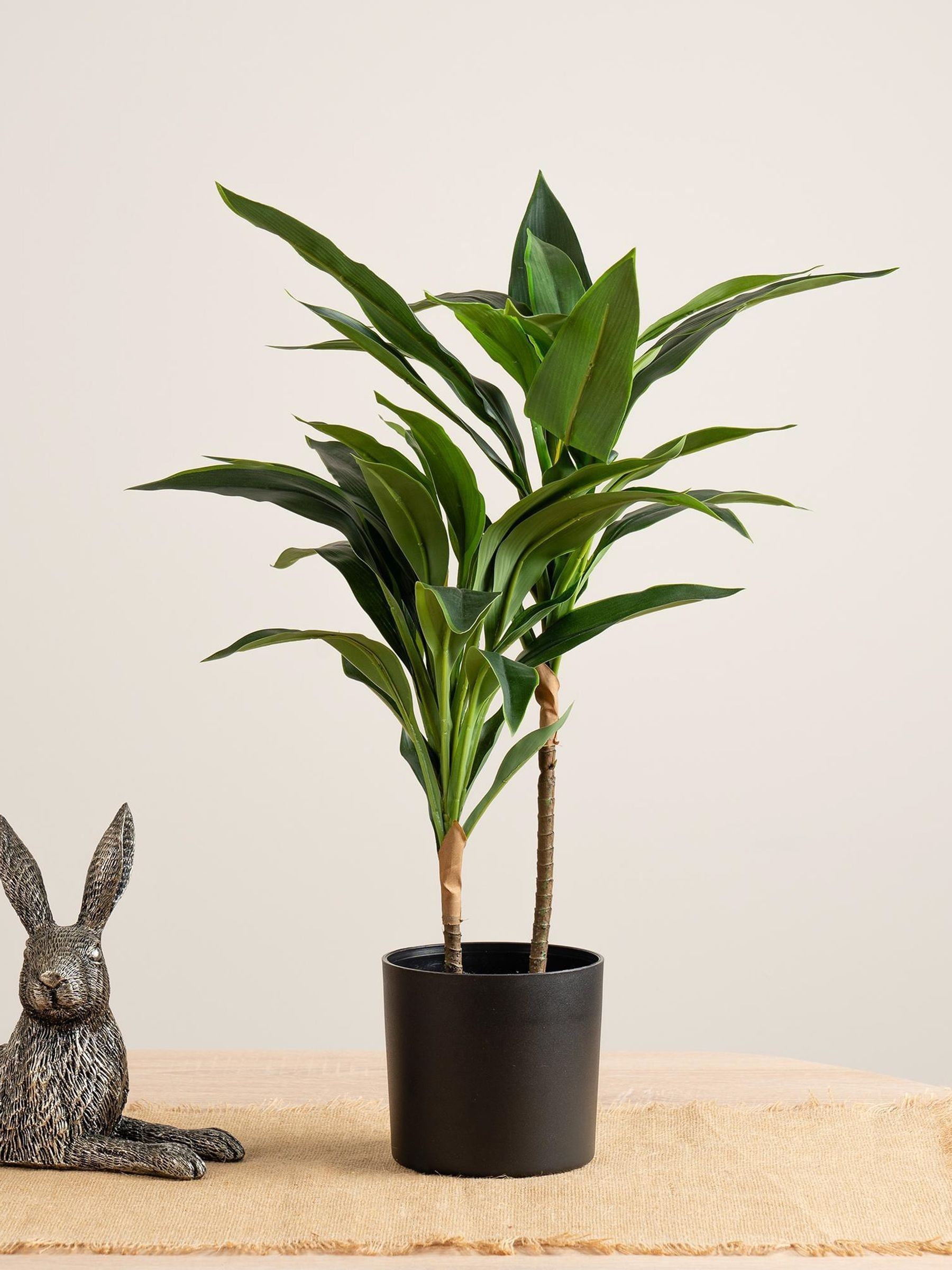 Scottish Everlastings Green/Black 60Cm Real Touch Dracaena - Image 4