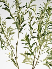 Scottish Everlastings Ltd Green KD Olive Tree in Pot - Image 2 of 3