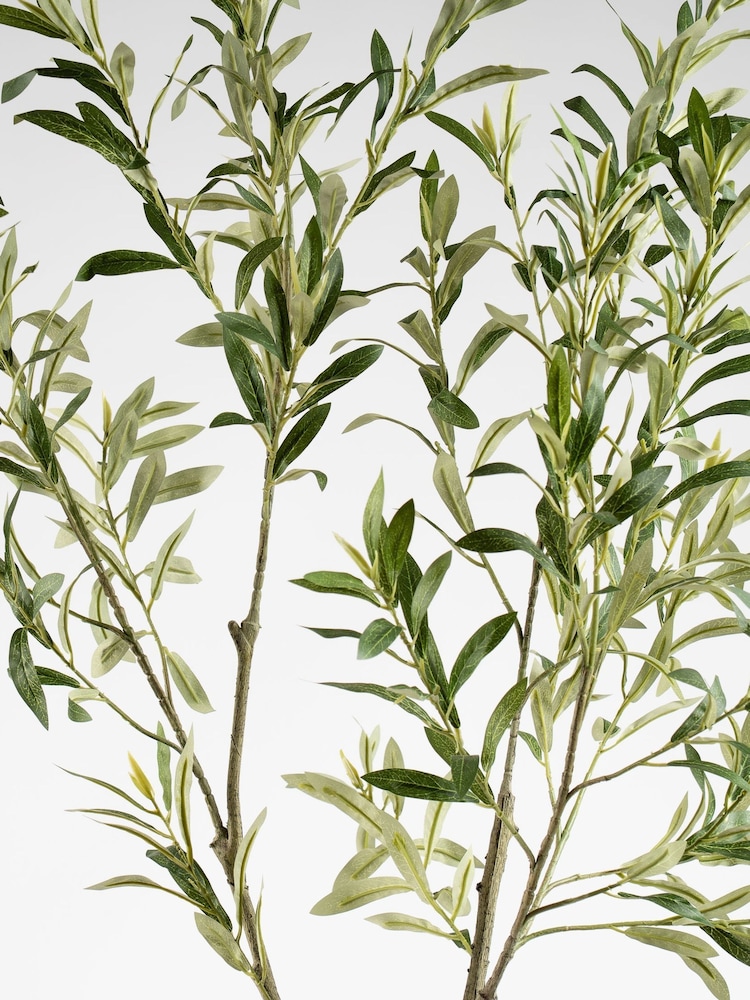 Scottish Everlastings Ltd Green KD Olive Tree in Pot - Image 2 of 3 Scottish Everlastings Ltd Green KD Olive Tree in Pot - Image 2 of 3