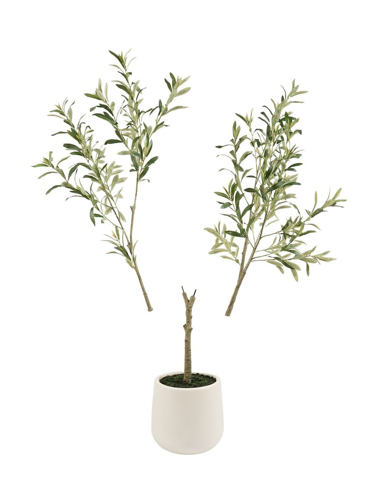 Scottish Everlastings Ltd Green KD Olive Tree in Pot - Image 3 of 3 Scottish Everlastings Ltd Green KD Olive Tree in Pot - Image 3 of 3