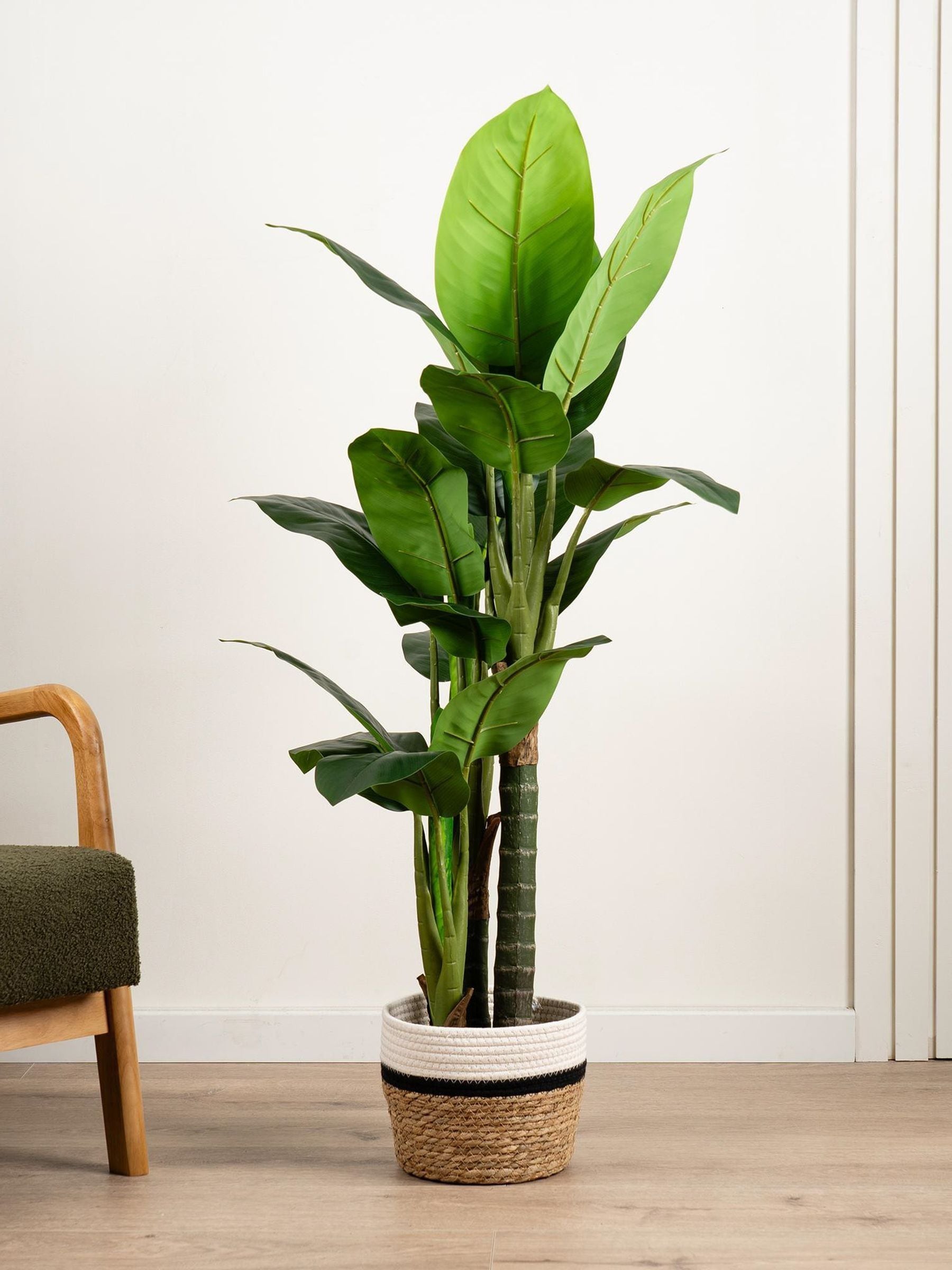 Scottish Everlastings Ltd Unisex Green 120Cm Real Touch Dieffenbachia In - Image 1