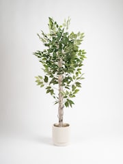 Scottish Everlastings Ltd Green Ficus Tree in Cement Pot - Image 2 of 3