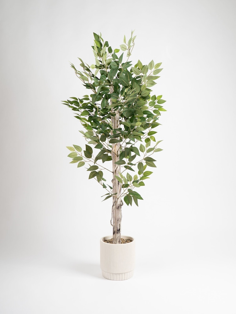 Scottish Everlastings Ltd Green Ficus Tree in Cement Pot - Image 2 of 3 Scottish Everlastings Ltd Green Ficus Tree in Cement Pot - Image 2 of 3