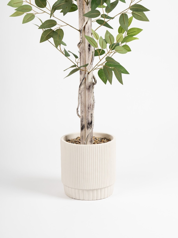 Scottish Everlastings Ltd Green Ficus Tree in Cement Pot - Image 3 of 3 Scottish Everlastings Ltd Green Ficus Tree in Cement Pot - Image 3 of 3