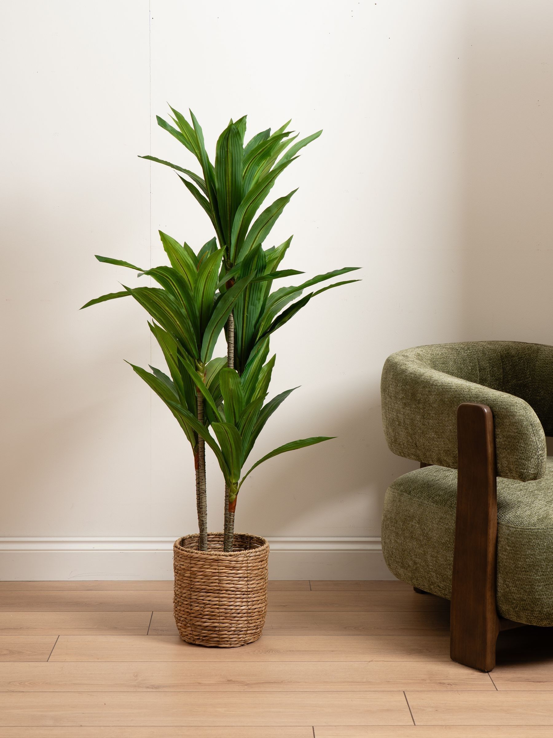 Scottish Everlastings 120Cm Real Touch Draceana Tree - Image 3