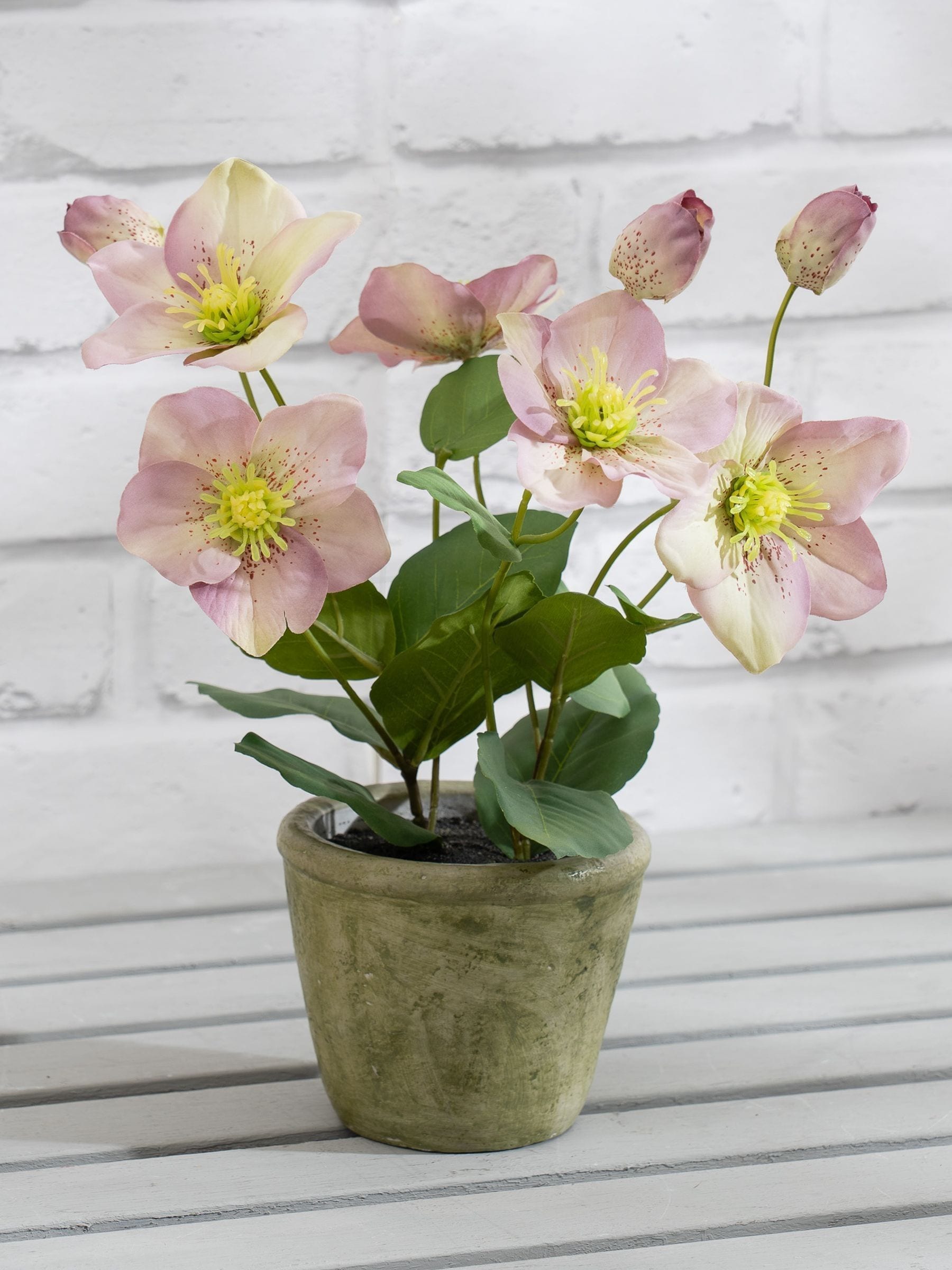 Scottish Everlastings Ltd Unisex Purple Hellebore Plant