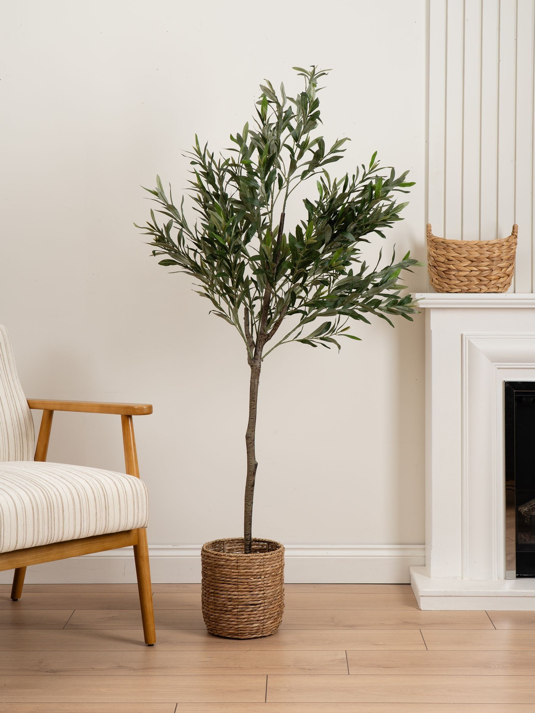 Scottish Everlastings Green 165Cm Olive Tree - Image 3