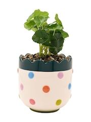 Widdop Multi Coloured Bobble Planter With Faux Plant - Image 2 of 4