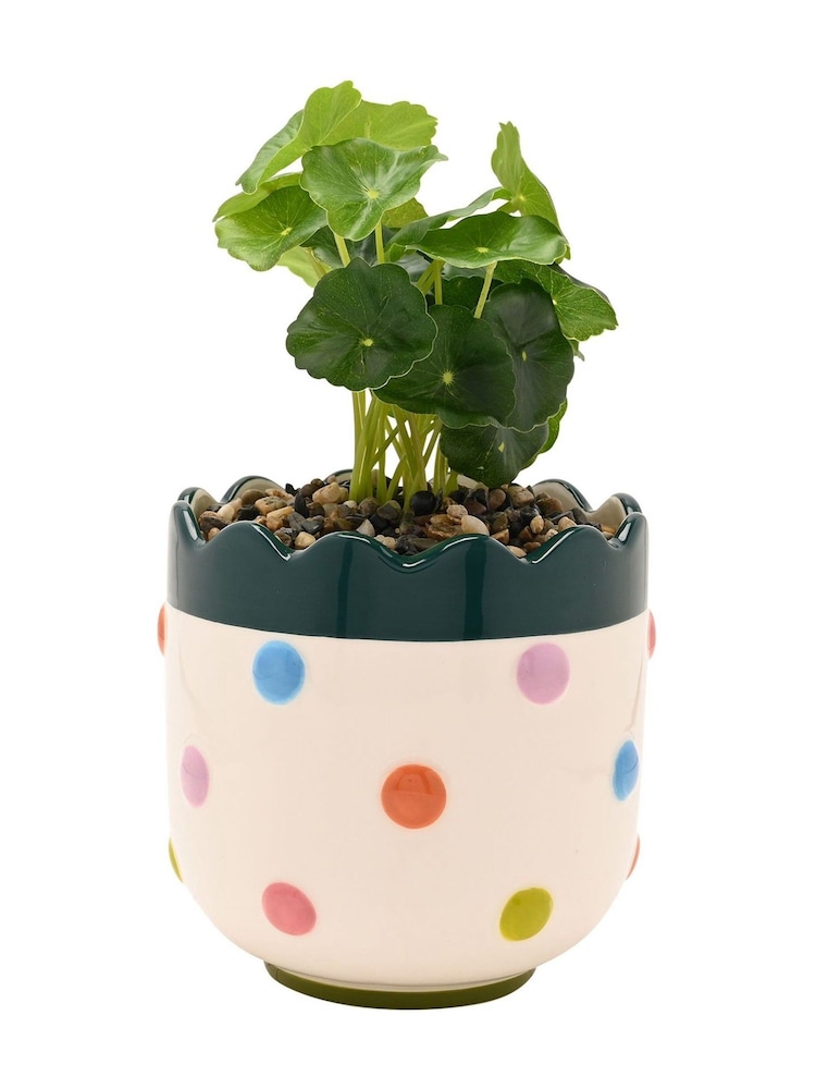 Widdop Multi Coloured Bobble Planter With Faux Plant - Image 2 of 4 Widdop Multi Coloured Bobble Planter With Faux Plant - Image 2 of 4