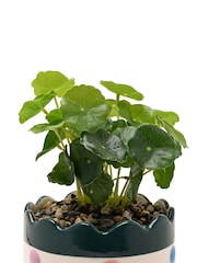Widdop Multi Coloured Bobble Planter With Faux Plant - Image 3 of 4
