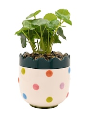 Widdop Multi Coloured Bobble Planter With Faux Plant - Image 4 of 4