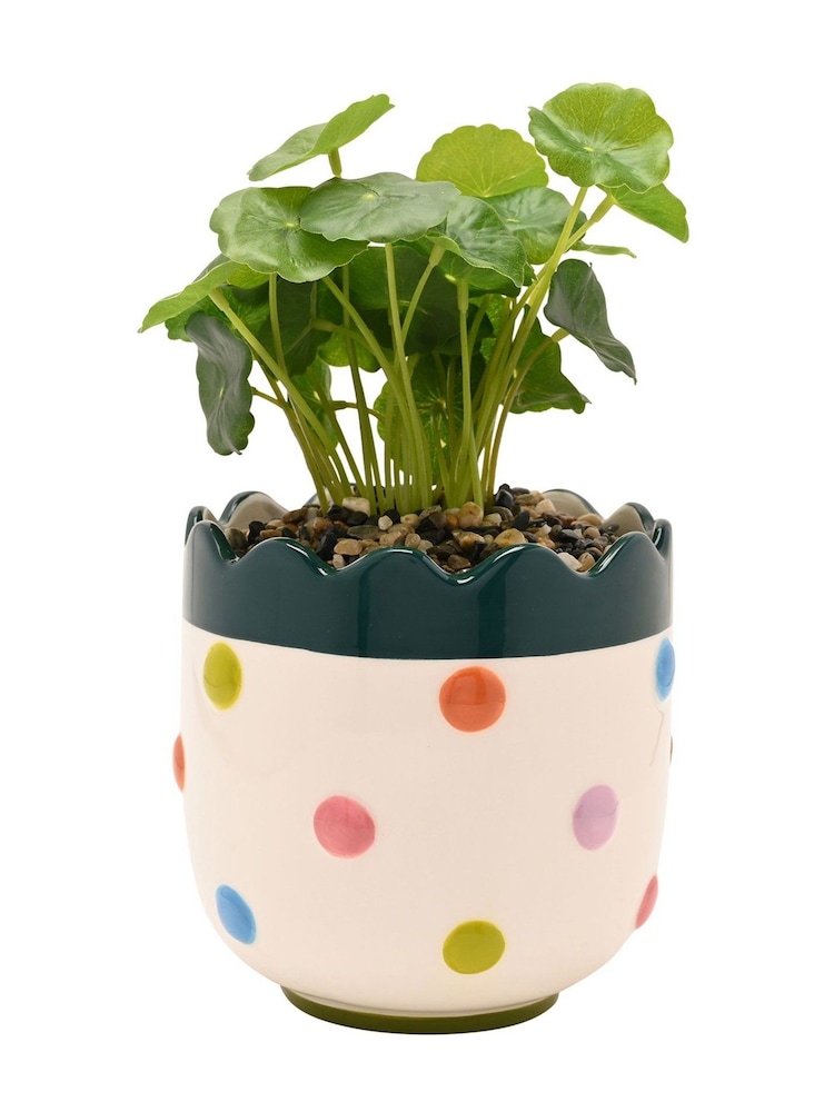 Widdop Multi Coloured Bobble Planter With Faux Plant - Image 4 of 4 Widdop Multi Coloured Bobble Planter With Faux Plant - Image 4 of 4