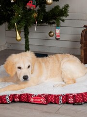 Scruffs® Red Medium Santa Paws Mattress - Image 2 of 4