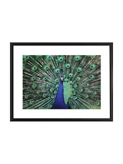 Brookpace Lascelles Blue Peacock Fan Artwork In Matt Black Frame - Image 2 of 3