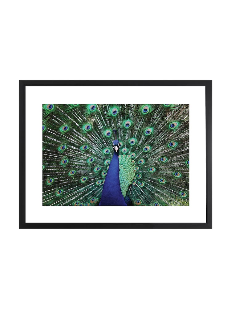Brookpace Lascelles Blue Peacock Fan Artwork In Matt Black Frame - Image 2 of 3