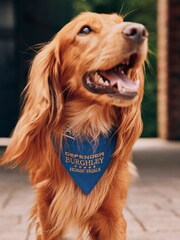 Joules Blue Burghley Pet Bandana - Image 1 of 4