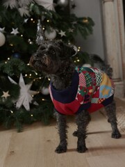 Navy Blue/Red Patchwork Matching Family Pet Knitted Christmas Jumper - Image 2 of 6