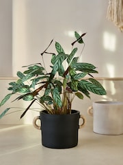 French Connection Black Large Terracotta Plant Pot - Image 1 of 4