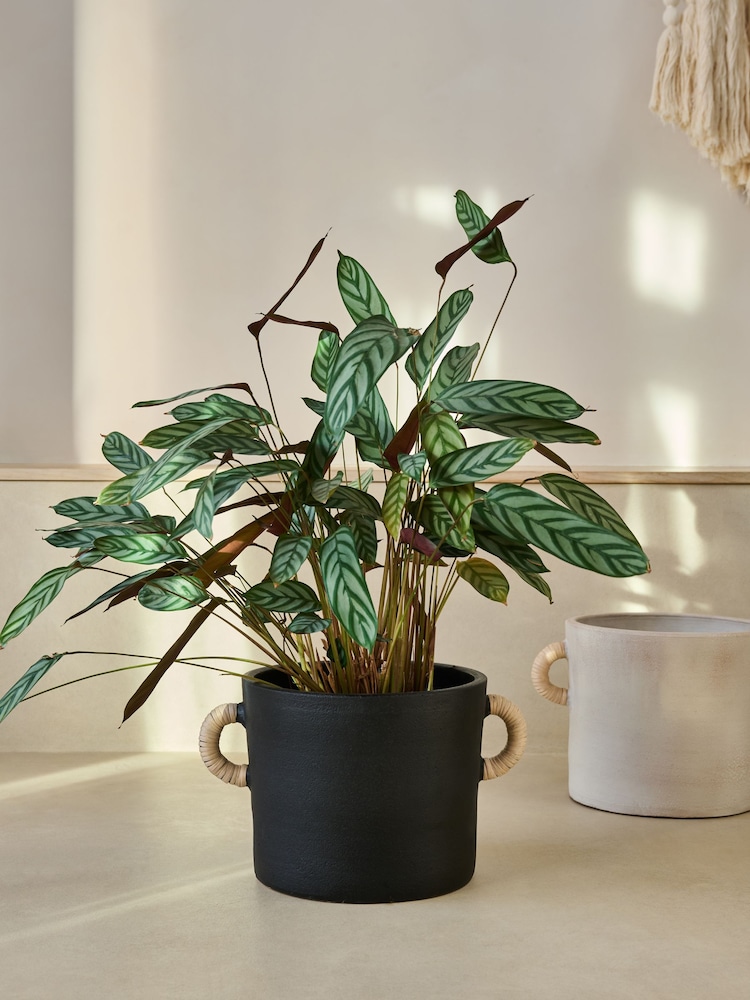 French Connection Black Large Terracotta Plant Pot - Image 1 of 4