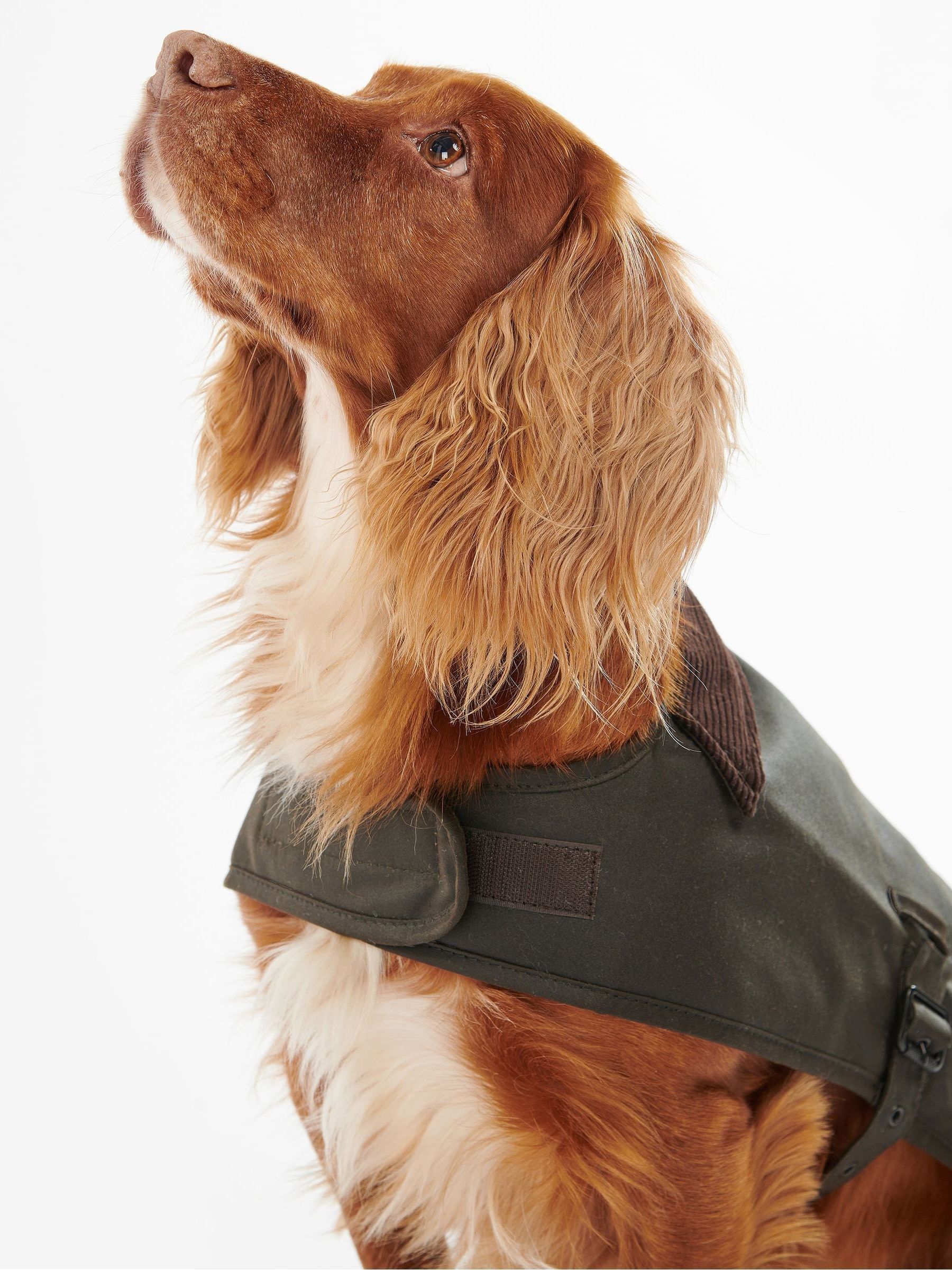 Barbour dog coat australia 2025