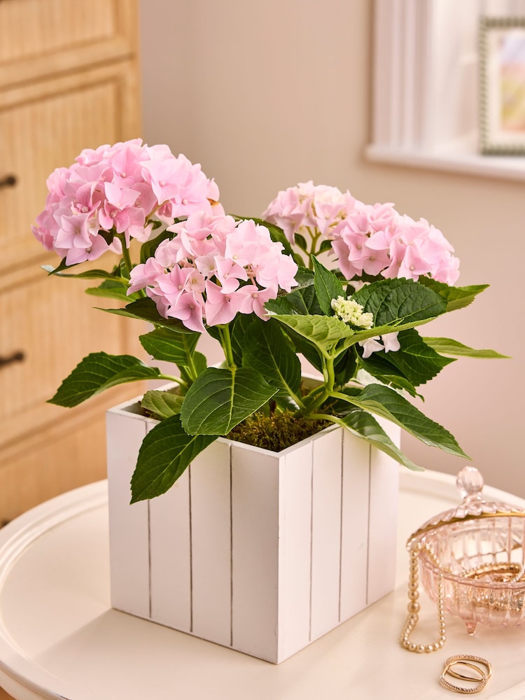 Hydrangea Real Plant in Crate - Image 1 of 2