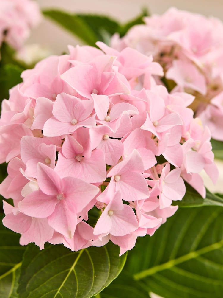 Hydrangea Real Plant in Crate - Image 2 of 2