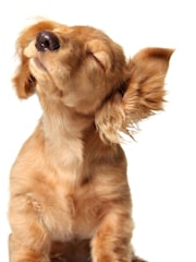 AS Pet Portrait Gift Experience - Image 1 of 1