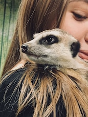 AS Meerkat Encounter for Two Gift Experience - Image 1 of 3