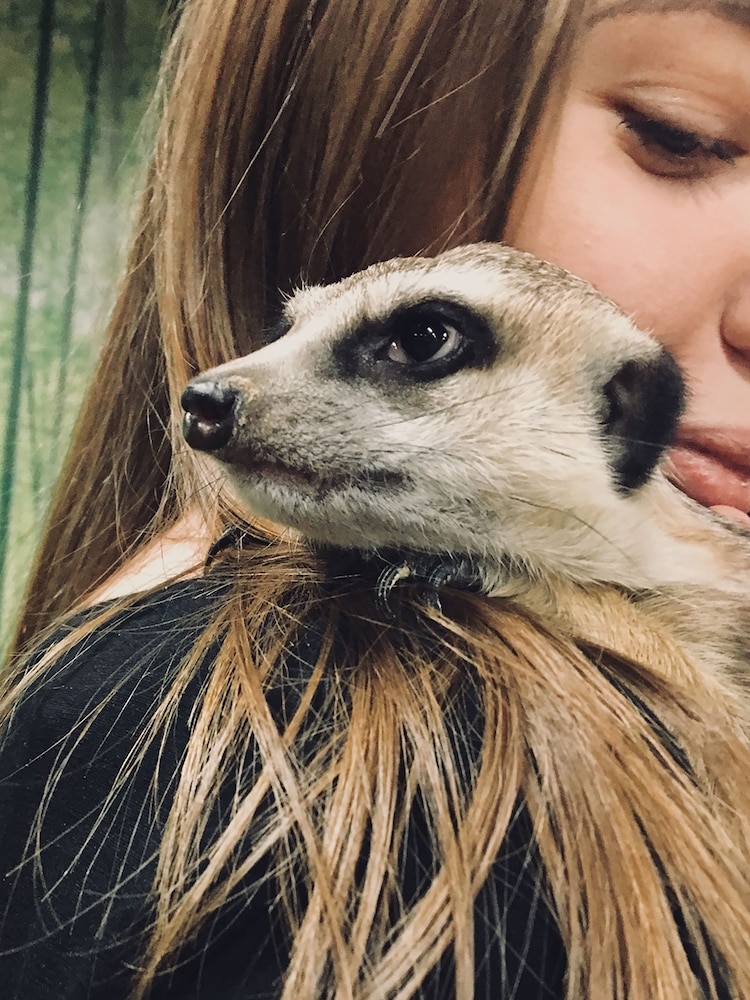 AS Meerkat Encounter for Two Gift Experience - Image 1 of 3