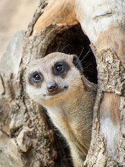AS Meerkat Encounter for Two Gift Experience - Image 2 of 3