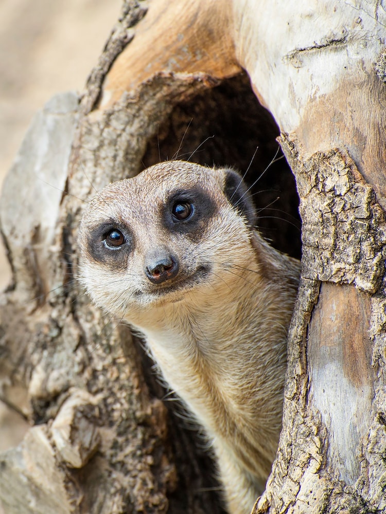 AS Meerkat Encounter for Two Gift Experience - Image 2 of 3