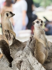 AS Meerkat Encounter for Two Gift Experience - Image 3 of 3