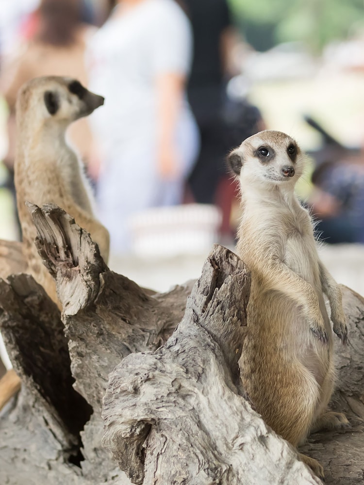 AS Meerkat Encounter for Two Gift Experience - Image 3 of 3