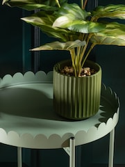 Scottish Everlastings Ltd Green Greige Round Scallop Table - Image 4 of 4