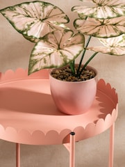 Scottish Everlastings Ltd Pink Greige Round Scallop Table - Image 4 of 4
