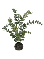 Gallery Home Dusky Green Eucalyptus in Soil - Image 1 of 4